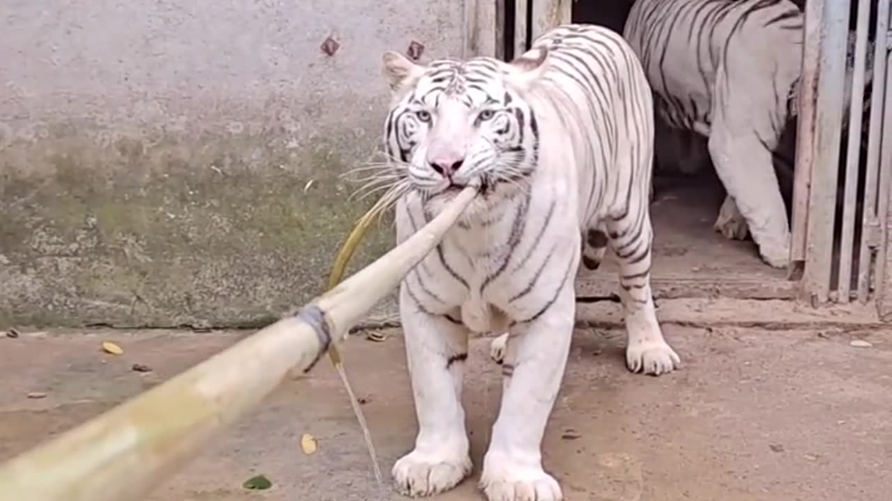 white tiger