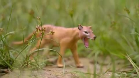 Is The Thylacine Still Alive_