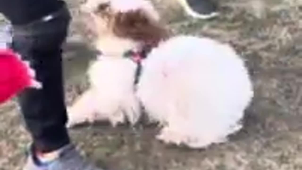 Skye Making New Friends at the Dog Park
