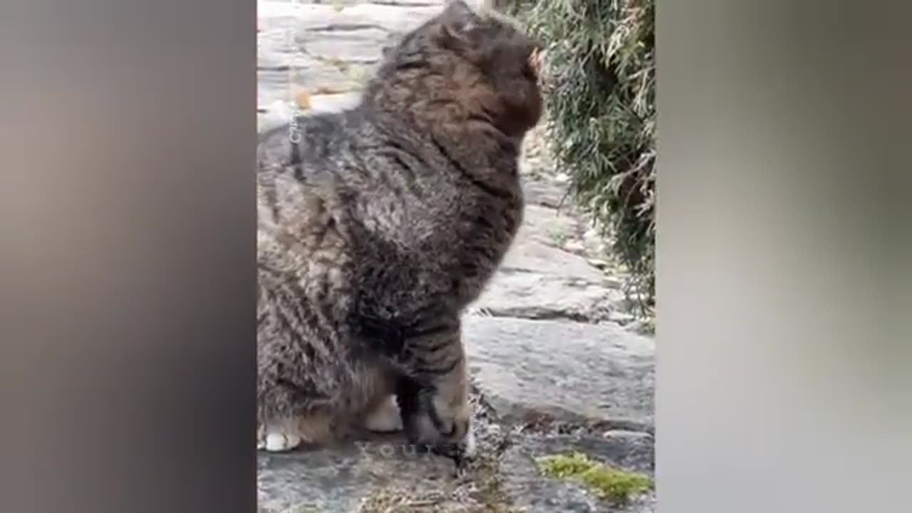 TRY NOT TO LAUGH 😆 Best Funny Videos Compilation 😂😁😆 Memes.