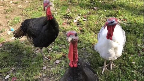 Turkeys Tuesday, October 5, 2021