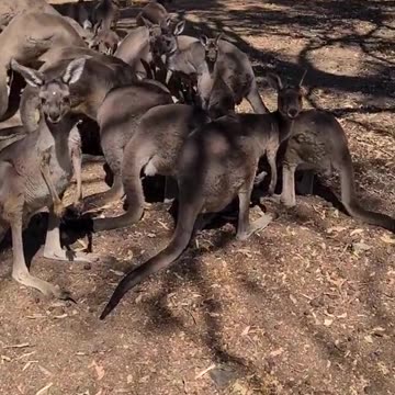 Kangaroo diaries only in Australia 🇦🇺