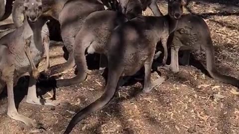 Kangaroo diaries only in Australia 🇦🇺