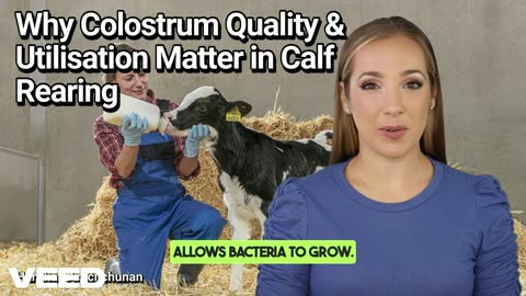 Unlocking the Golden Gift:Why Colostrum Quality & Utilization Matter in Calf Rearing