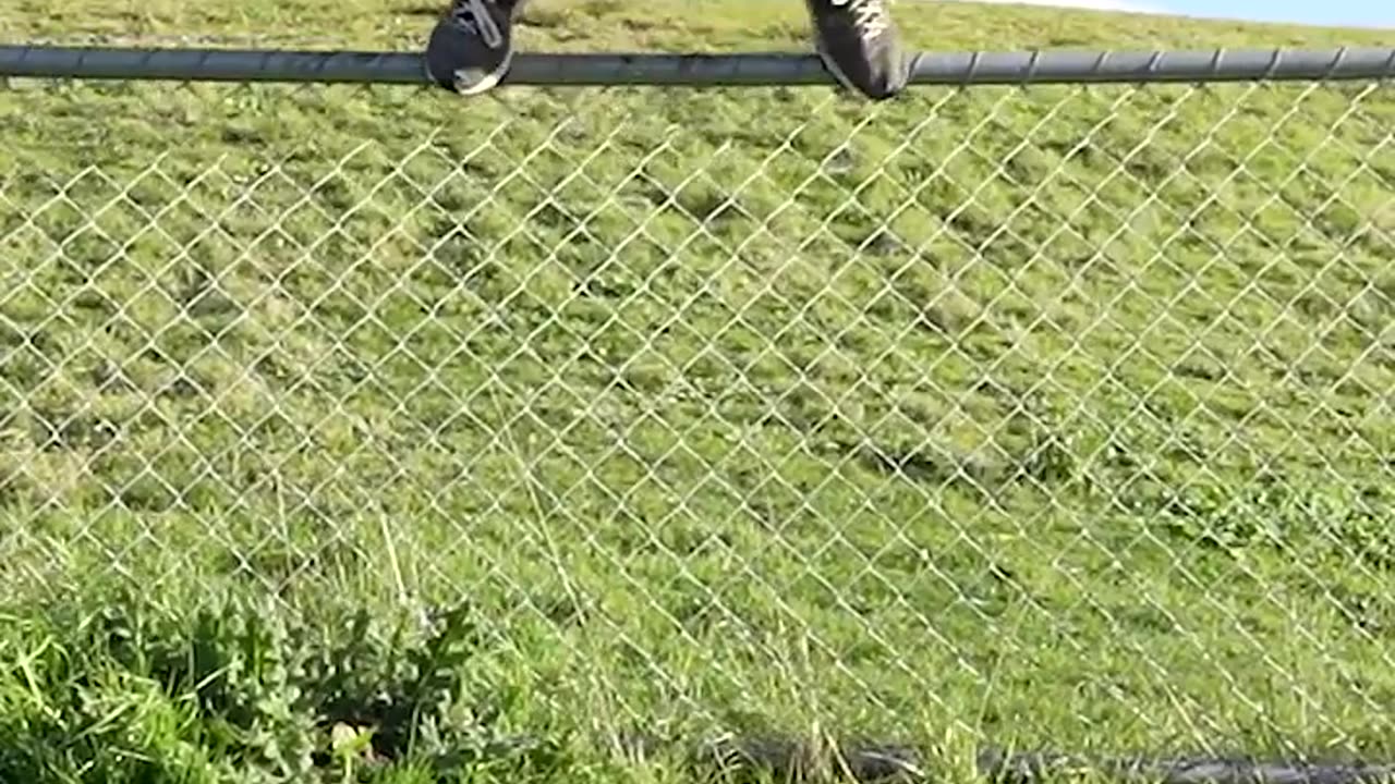 How Animals Get Over a Fence (With Emojis) 😂