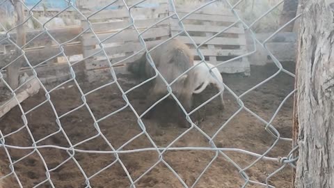 Dogo controlling boar