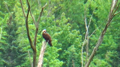 Osprey