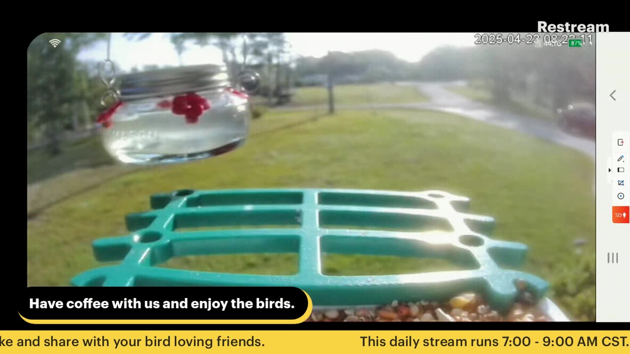 Bird Feeder Live 4-23