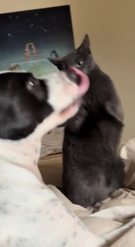 Told you to stop mimicking me 🤣