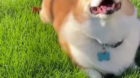 The Mischievous Dogs 🐾| funny dog 14