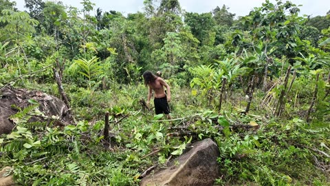 Saving My Durian Trees, Jackfruit Hunting Squad. Philippines, Negro Occidental, Colonia Divina