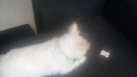 dog