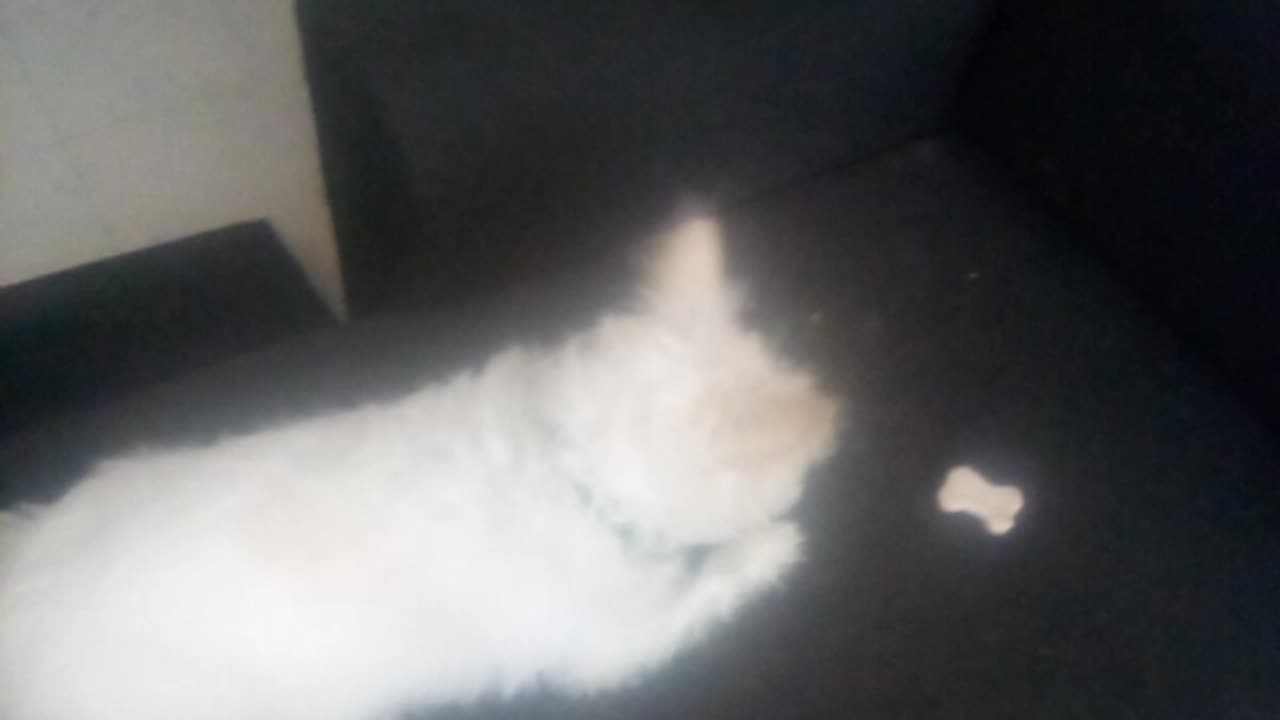 dog