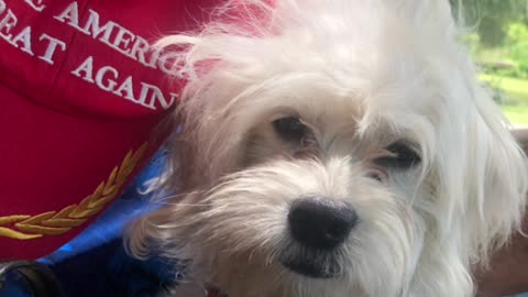 Patriot Loulou news 🗞️ MAGA Louis knows how G Newscum got the idea to start a Winery etc 😳