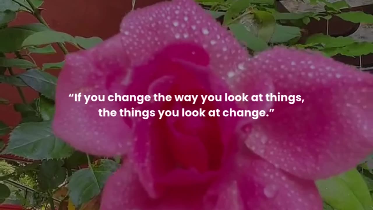 If you change the way you look at things, the things you look at change.