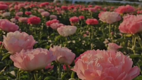 Flowers 💐💐💐💐💐💐💐💐