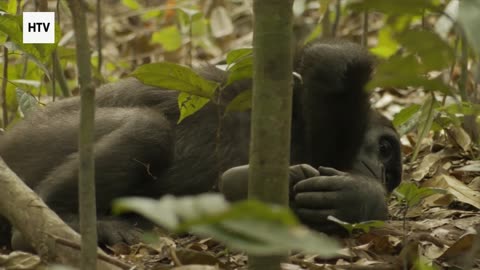 Elephant & African Wildlife #7 – Majestic Giants of Gabon