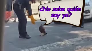 El símbolo vivo de México se cuela en plena avenida de la capital