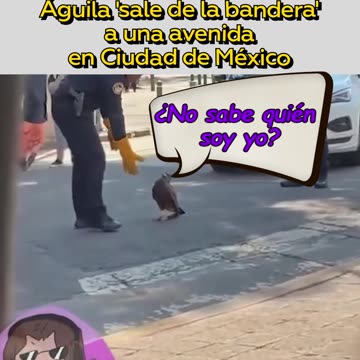 El símbolo vivo de México se cuela en plena avenida de la capital