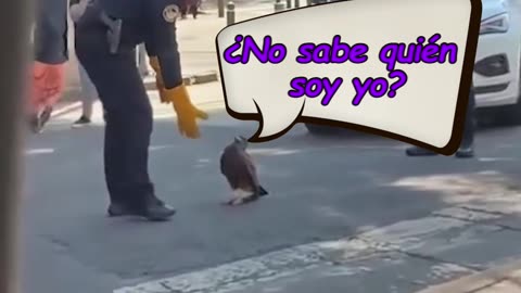 El símbolo vivo de México se cuela en plena avenida de la capital