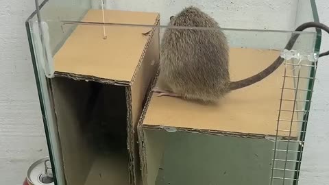 caer_en_la_trampa_Trampa_para_ratones_estilo_ascensor_#rat_#mous