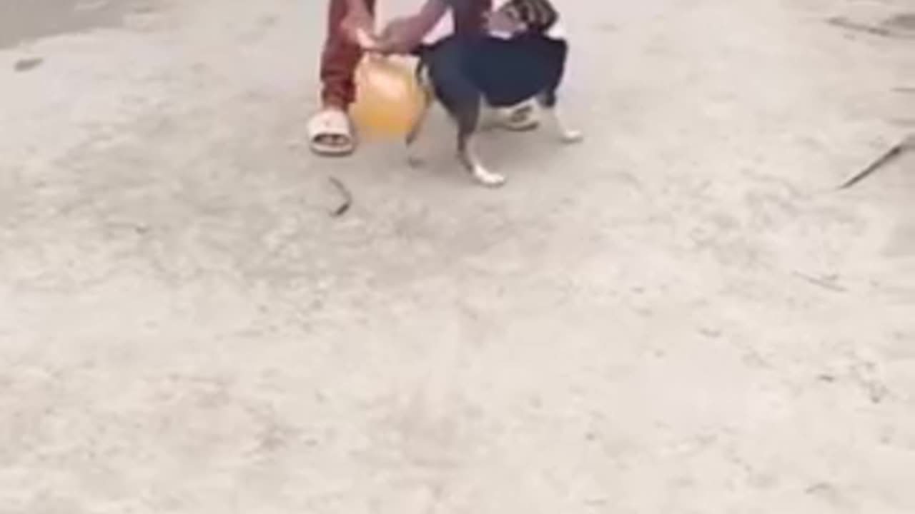 Funny videos 🤣 of dogs 🐕