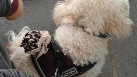 Tuck under bar cafe table, tasking, tail tucked in