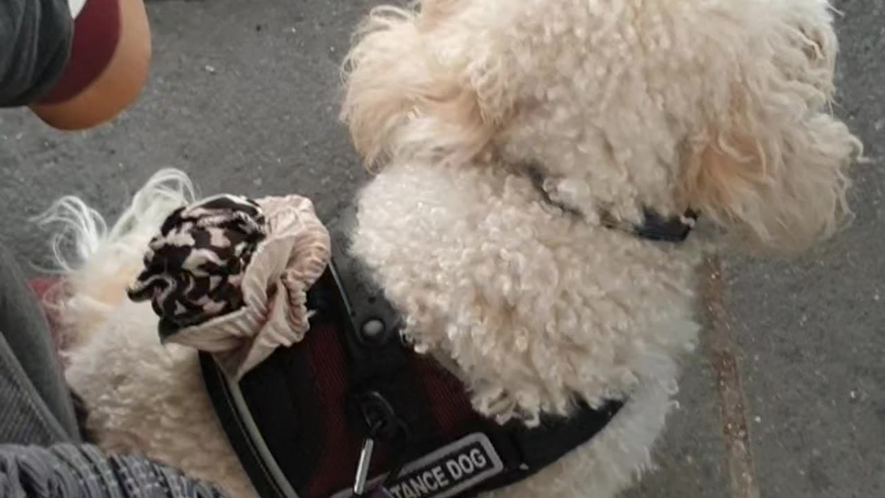 Tuck under bar cafe table, tasking, tail tucked in