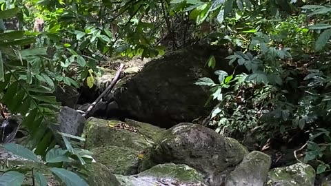 Off grid Living In Portland Jamaica living lifestyle cooking at jungle