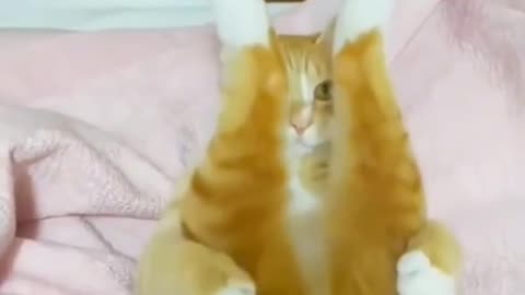 Funny Animal Vibes 🐕😂 | Can You Watch Without Smiling?