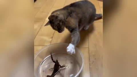 Funniest Cats and Dogs Clip😼🐶