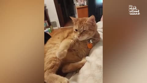 TRY NOT TO LAUGH - Best Pets of 2025 🤣