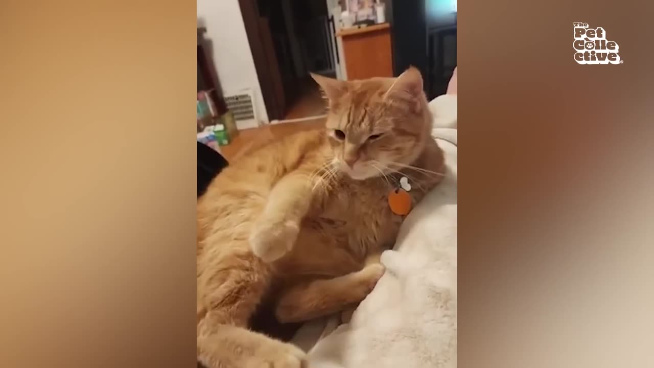 TRY NOT TO LAUGH - Best Pets of 2025 🤣