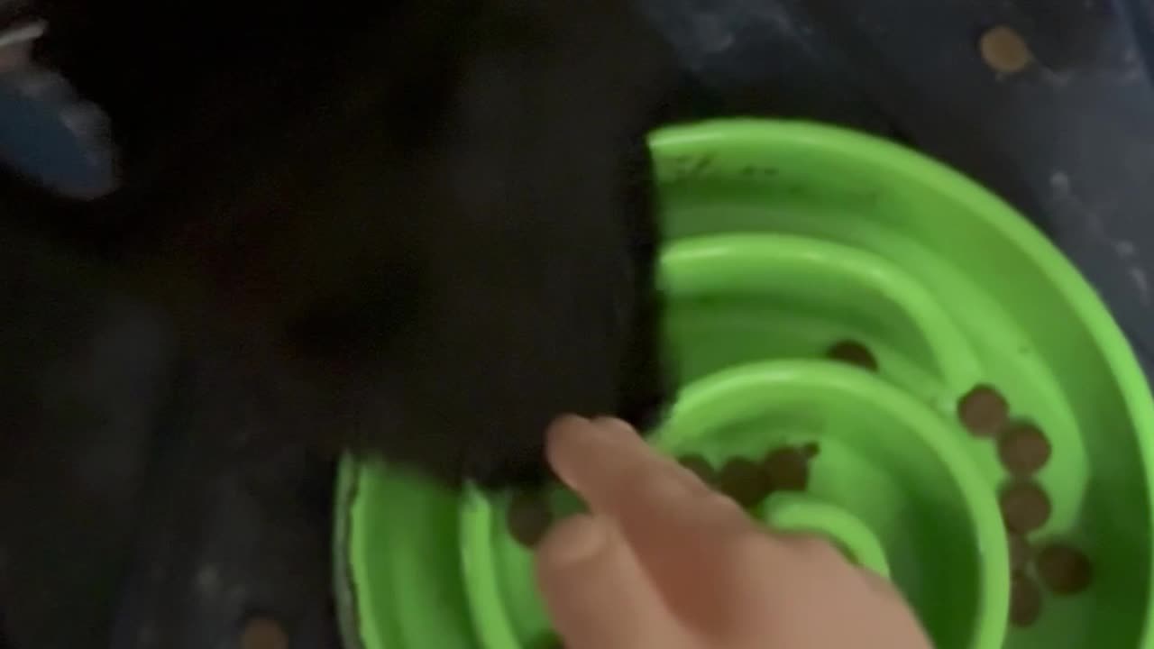 Wednesday Whiskers with SPH featuring Normy cakes speed eating. #dogs