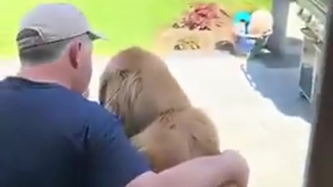 Dads and the Dogs - They Never Wanted