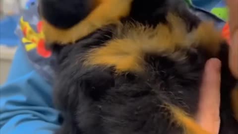 This puppy is too dramatic 😂