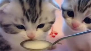 These Kittens Are So Cute