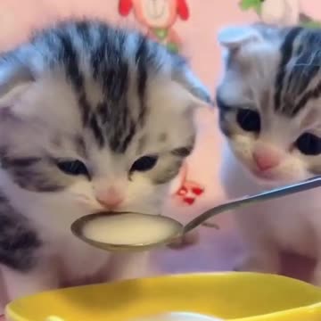These Kittens Are So Cute