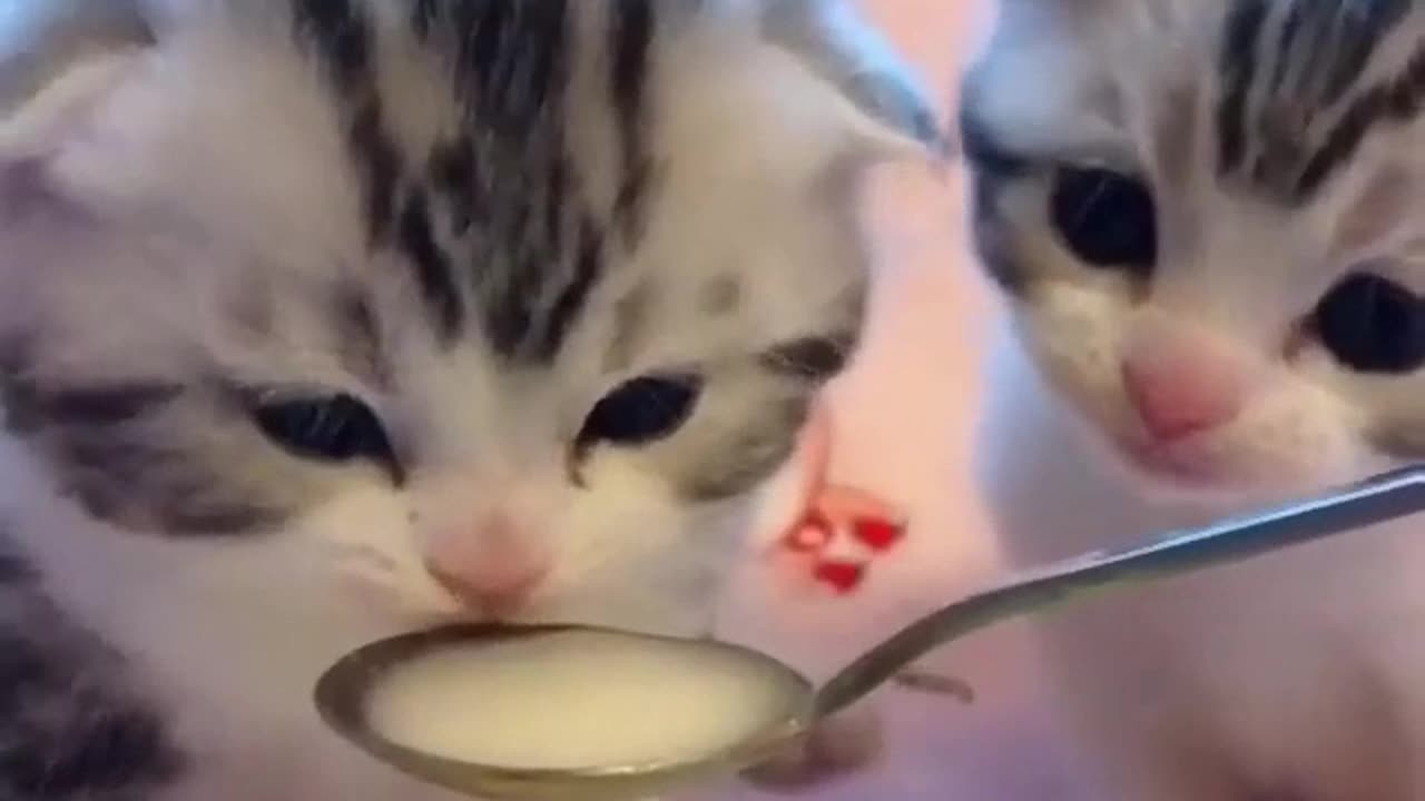These Kittens Are So Cute