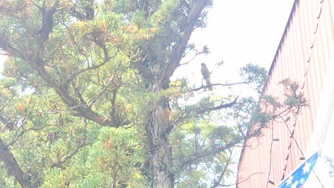 A male finch getting some