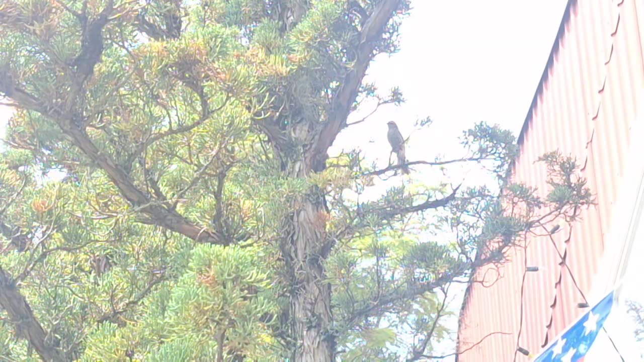 A male finch getting some