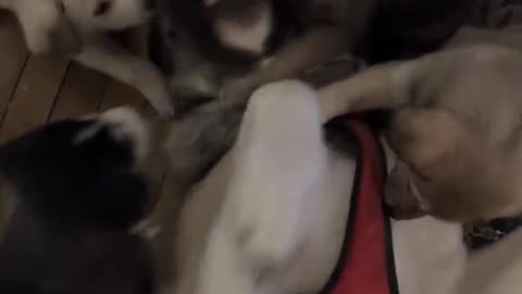 5 puppies against 1 giant dog!