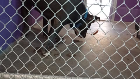 Potato 2y Pet Id 946743 kennel 22 HSSAZ shelter doesn't use back legs much but I love him20250725786