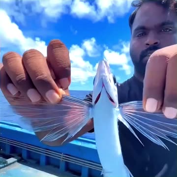 Flying Animals But That Are Not Birds