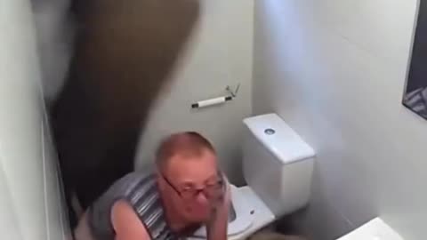 Дикие кабаны ворвались в туалет!))