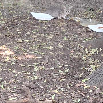 Going to rescue this young homeless kitten and get a home