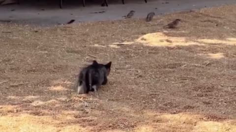 The Standoff: Cat vs. Birds! 😼