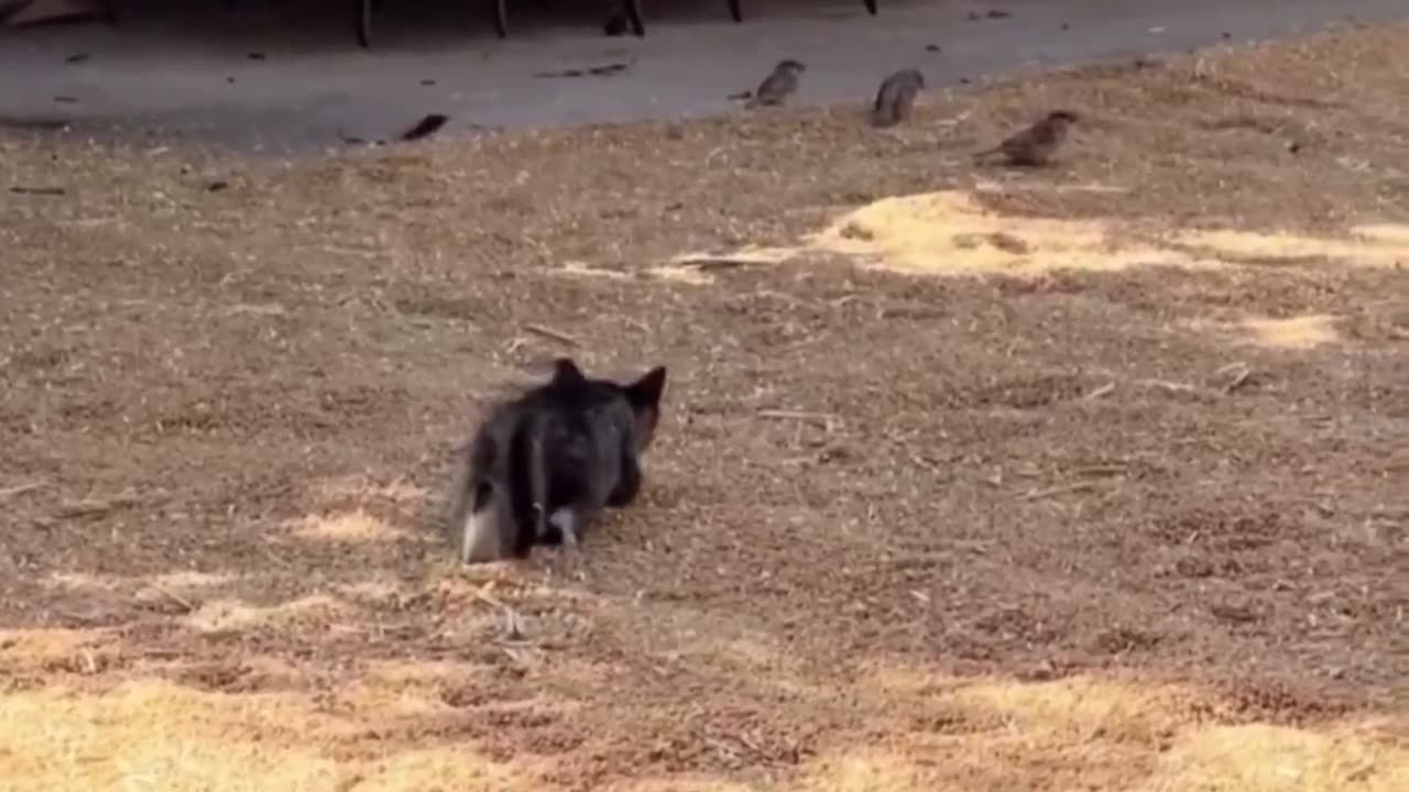 The Standoff: Cat vs. Birds! πΌ