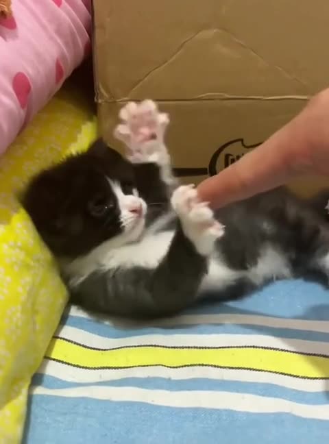 Never point at a cats