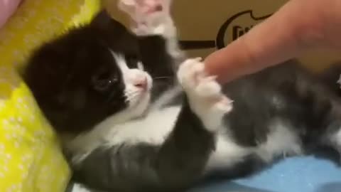 Never point at a cats